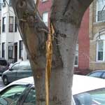 Tree trunk split